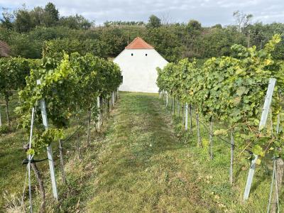 Besuch beim Weinbauern